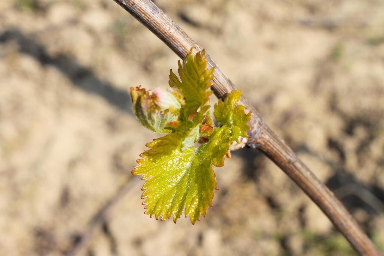 Domaine Joseph Lafarge Wine Resort Oeno-Tonneaux Experience Lugny Екстер'єр фото