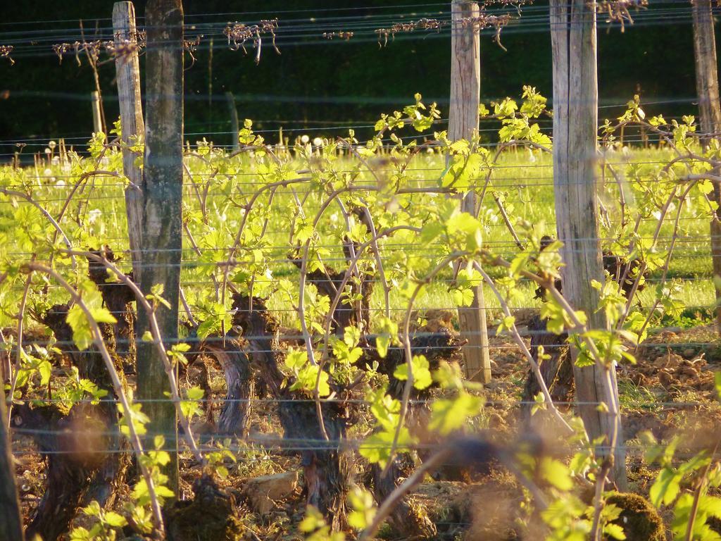 Domaine Joseph Lafarge Wine Resort Oeno-Tonneaux Experience Lugny Екстер'єр фото