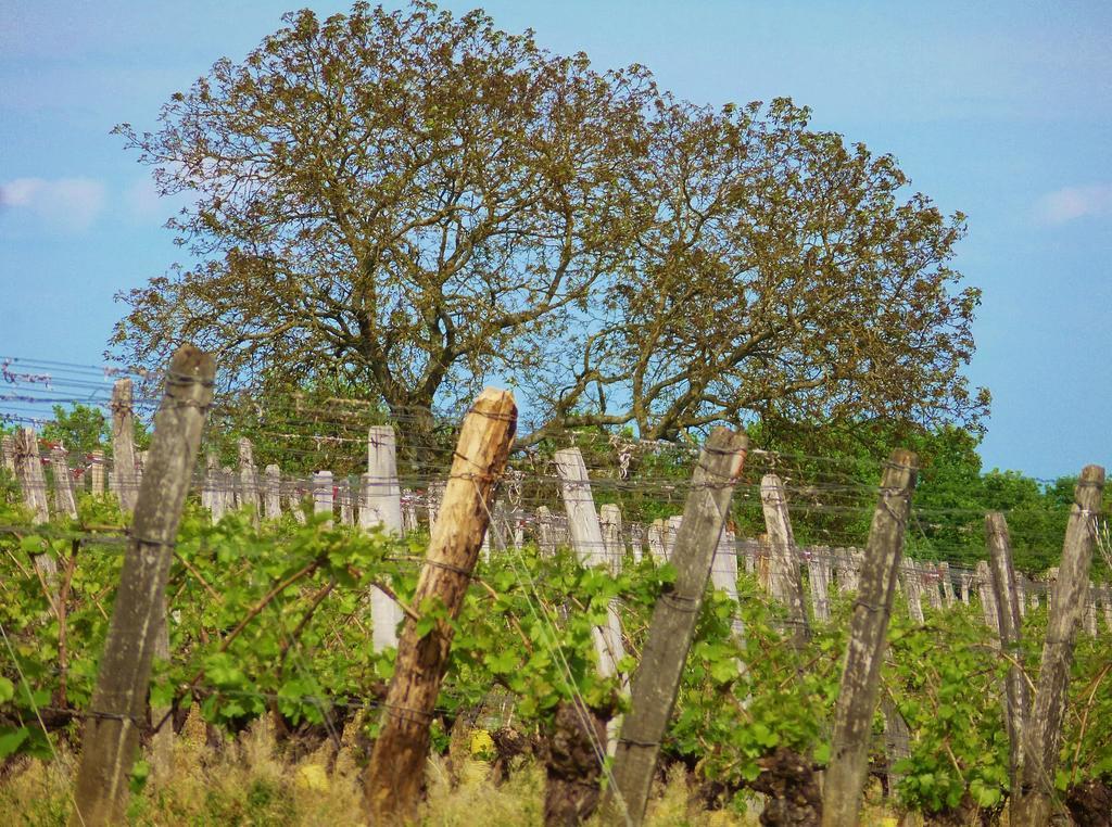 Domaine Joseph Lafarge Wine Resort Oeno-Tonneaux Experience Lugny Екстер'єр фото