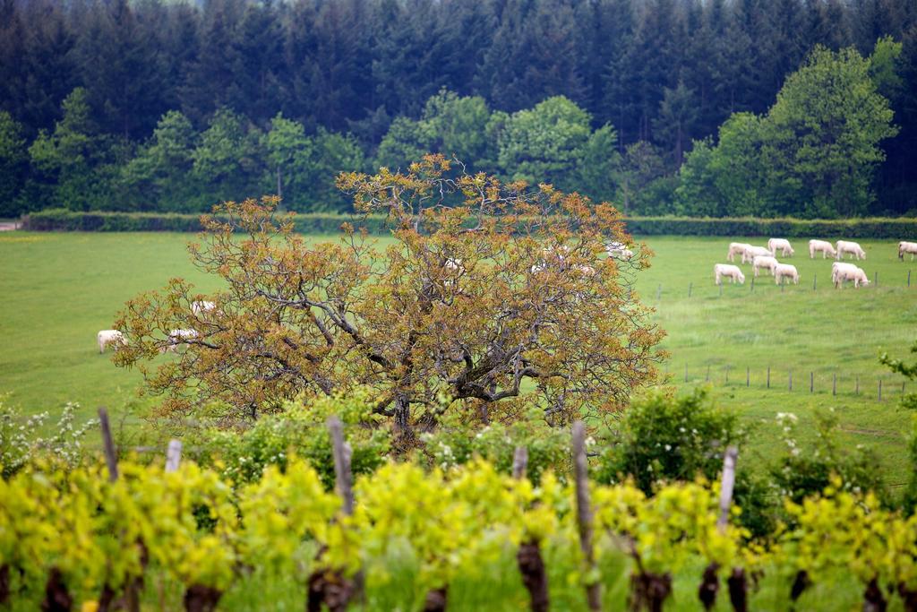 Domaine Joseph Lafarge Wine Resort Oeno-Tonneaux Experience Lugny Екстер'єр фото